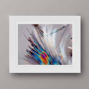 PLUMAGE